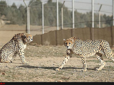 زندگی این روزهای دلبر و کوشکی چگونه است؟