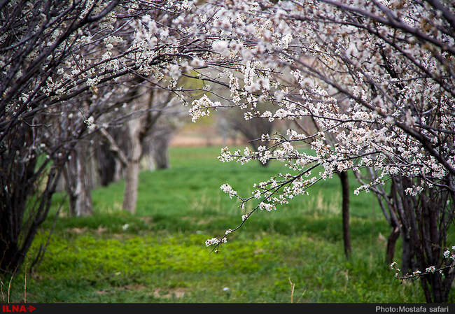 شکوفه های بهاری / شهرکرد
