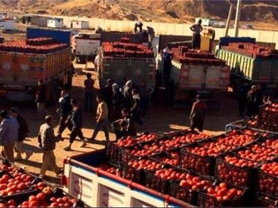 علت برگرداندن گوجه‌های ایران از عراق اعلام شد