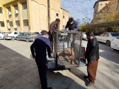 مصدومیت یک قلاده کفتار در اثر برخورد با خودرو