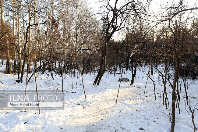 برف زمستانی پارک جمشیدیه