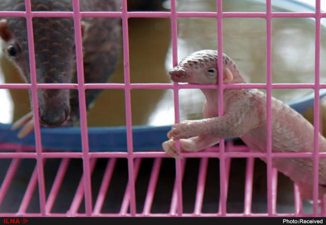 قاچاق حیوانات