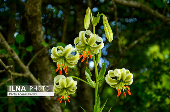 سوسن چلچراغ یکی از گونه‌های نادر