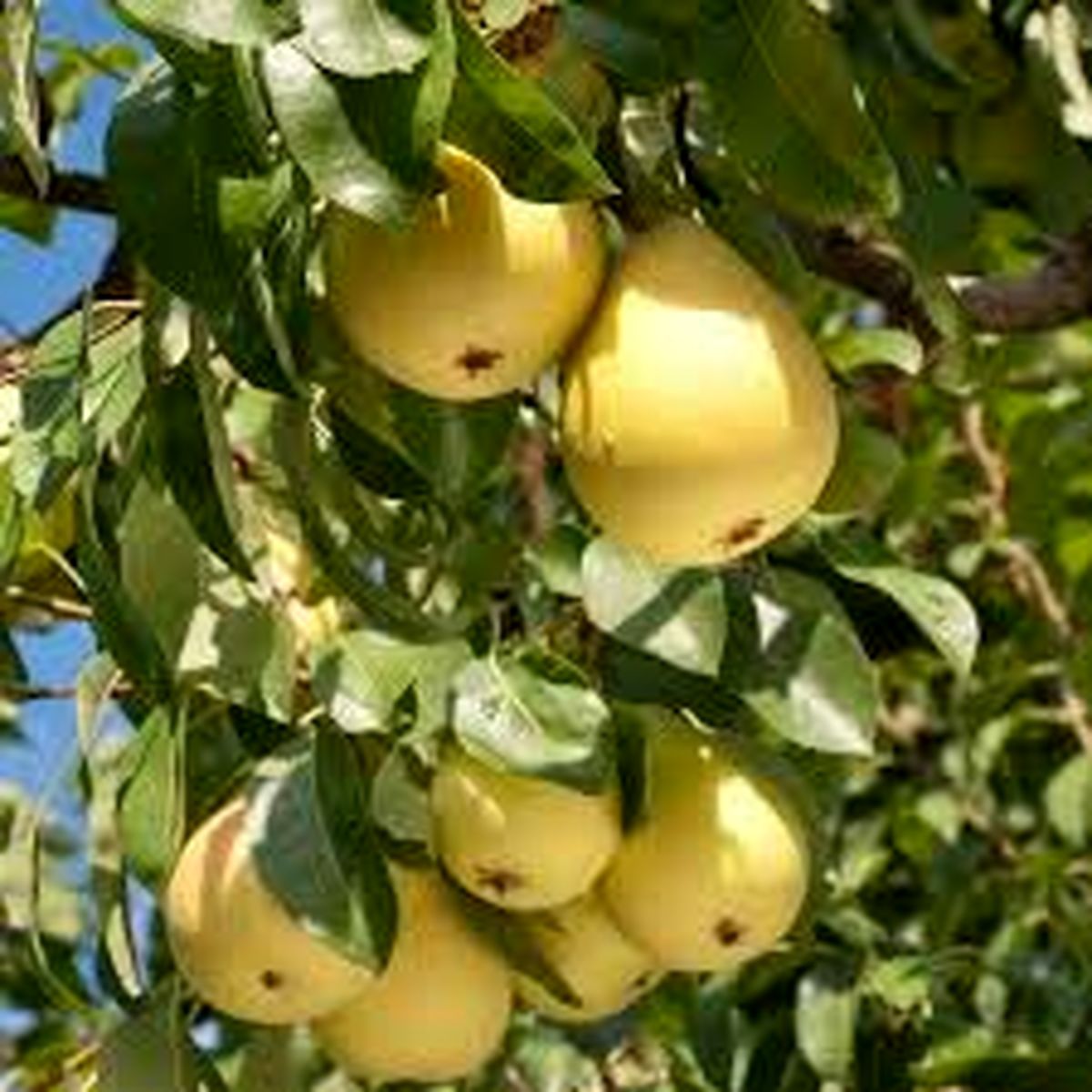 تولید بیش از 3 هزار تن گلابی در آذربایجان‌غربی 