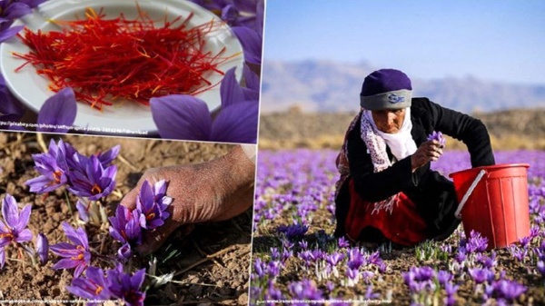 اولین گام طلایی دولت برای حمایت از بزرگترین قرارداد تجاری زعفران جهان