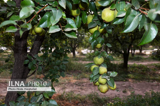 برداشت گلابی از باغات چناران