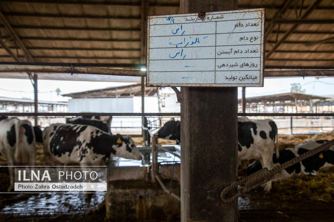 بزرگترین واحد پرورش گاو شیری شمال کشور