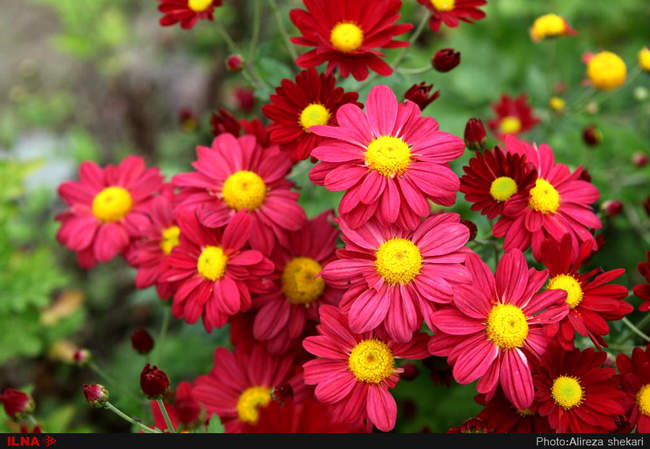 بهار، جلوه زیبای خداوند