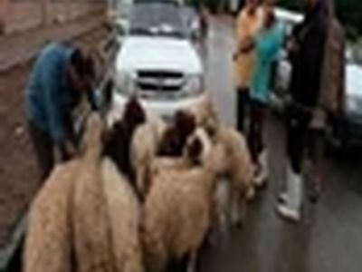 فعالیت ۲۸۰ نفر برای ذبح و جمع آوری نذورات ذبح شده حسینیه اعظم زنجان