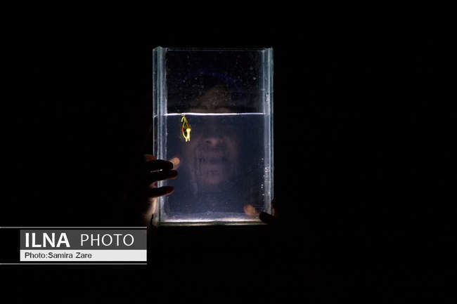 نمایش استرالیا