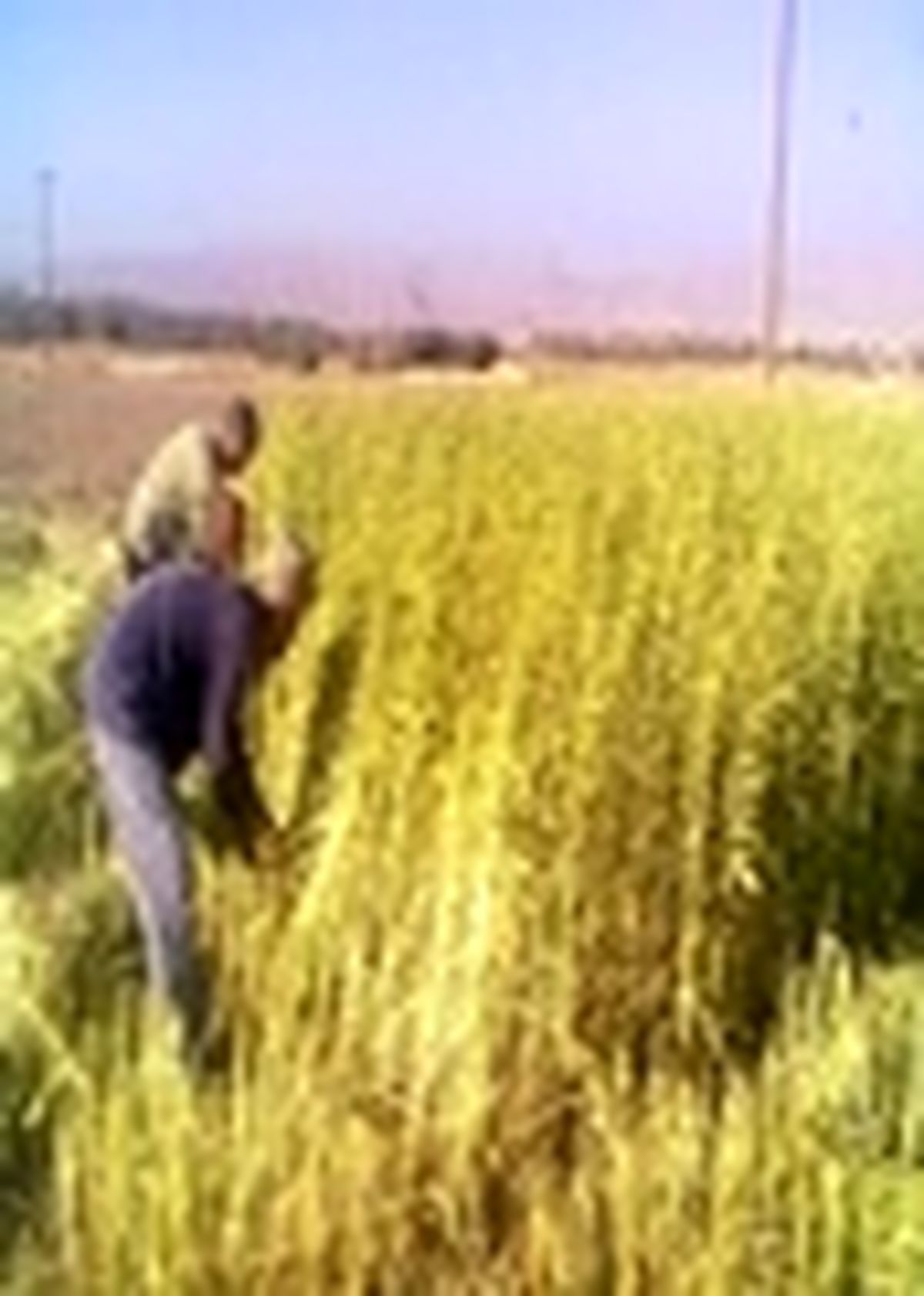 تولید بیش از ۱۰۷ تن کنجد از مزارع شهرستان بهشهر