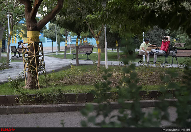 خیابانهای تهران در تصرف سفید بالک ها