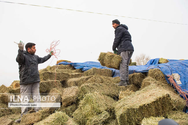 خودکفایی در تولید شیر با تلیسه نمونه