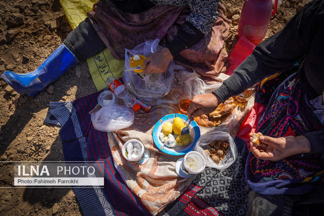 اشتغالزایی در مزارع کشاورزی سیب زمینی فیروزکوه