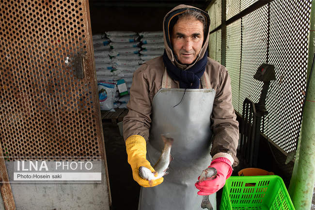برداشت شب یلدایی‌ ماهی قزل آلا در تلیسه‌ نمونه