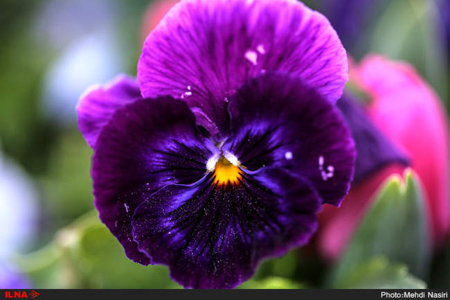 گلهای بهاری