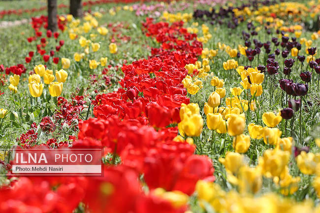 باغ لاله های آسارا 