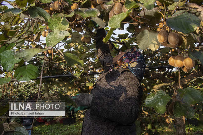 کار و امید، قصه زنان باغ کیوی