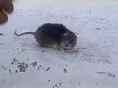 یخ زدن موش بر اثر سرمای ۳۵- درجه اردبیل/فیلم