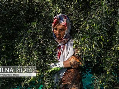 اشتغال زنان سرپرست خانواردر باغ زیتون حاجیکلاته