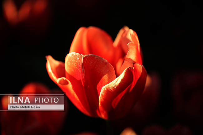  شکوفه‌های بهاری