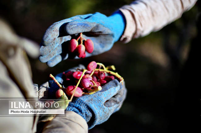 برداشت پسته از باغات نیشابور