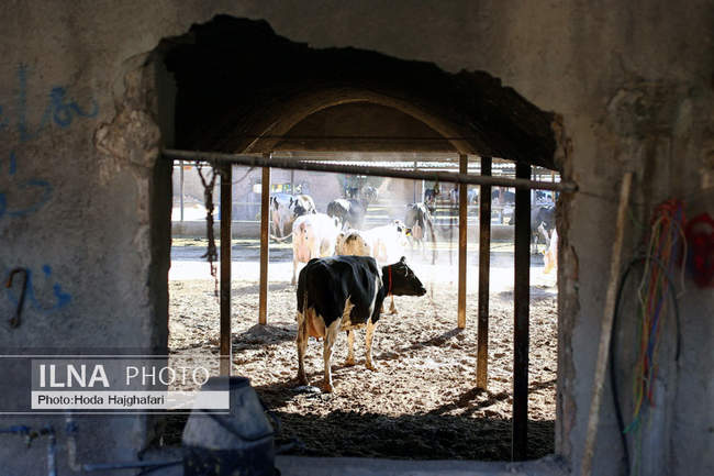 تولید در مسیر پیشرفت مناطق محروم
