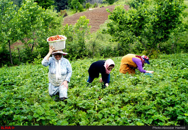 برداشت توت فرنگی در روستای سی دشت رودبار گیلان