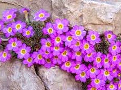 16 گونه عروس سنگ در چهارمحال‌وبختیاری ثبت شد