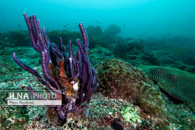 بهشت مرجانی در اعماق دریای عمان 
