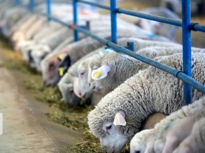 طرح ۱۸ هزار رأسی مرکز تولید دام اصلاح شده سپیدان در کرمانشاه افتتاح شد