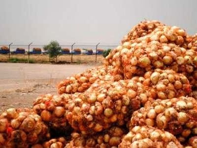 فقط قیمت خرید پیاز رستورانی درجه سه 500 تومان است/ بی‌توجهی کشاورزان به توصیه‌های فنی و برنامه کشت، دلیل بروز بحران