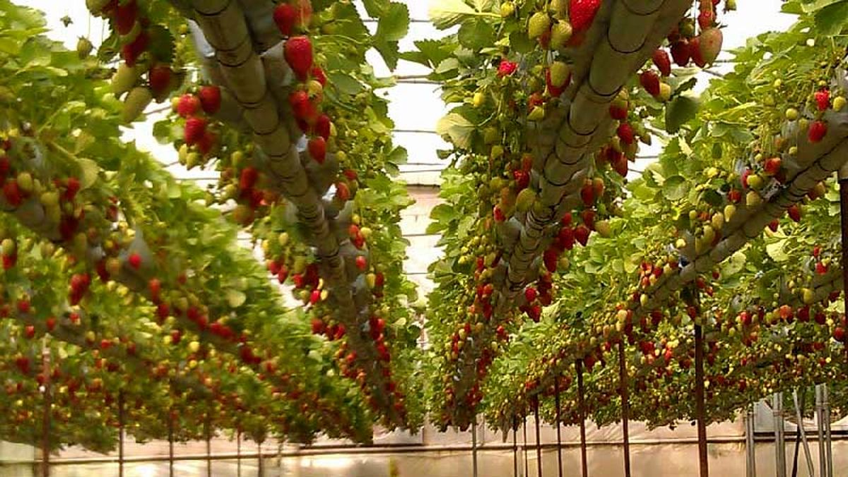 ضرورت احداث گلخانه‌ها برای کاهش مصرف آب/ احداث۱۶ هزار و ۷۶۰ هکتار گلخانه جدید در برنامه ششم