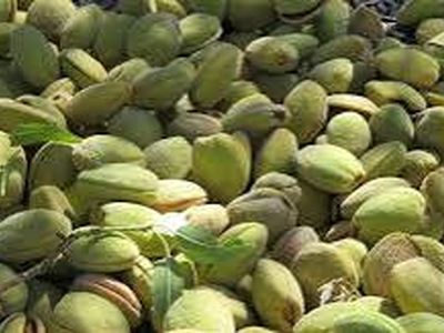 ۲۰ هزار هکتار از باغات چهارمحال و بختیاری به کشت بادام اختصاص دارد