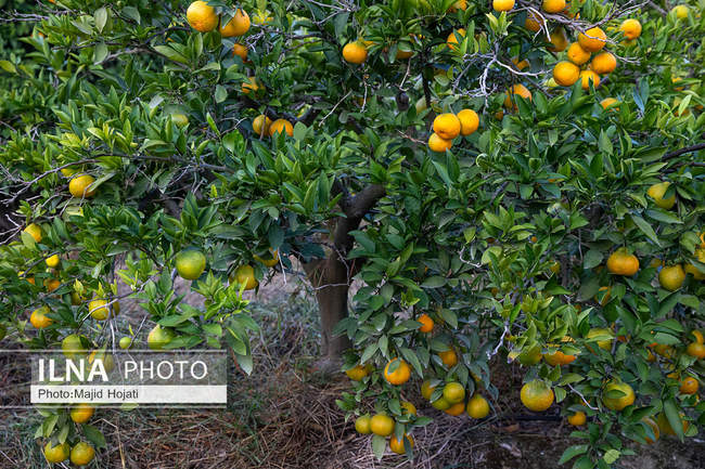 برداشت نارنگی از باغات هاشم‌آباد گرگان