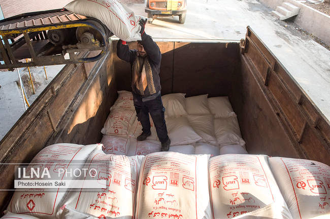 تولید شکر از چغندر قند 