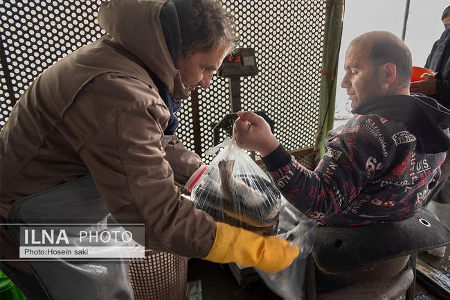 برداشت شب یلدایی‌ ماهی قزل آلا در تلیسه‌ نمونه