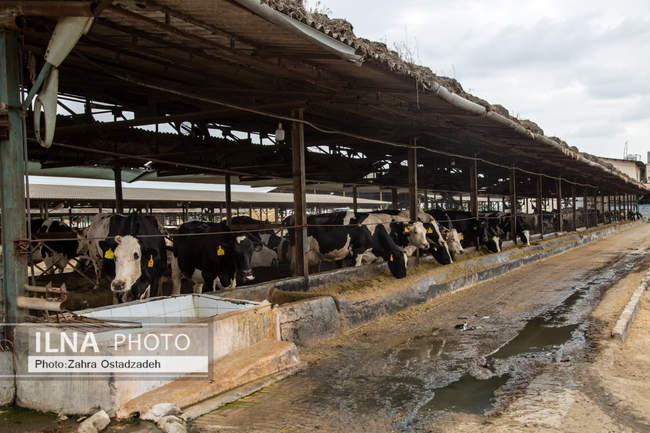 بزرگترین واحد پرورش گاو شیری شمال کشور