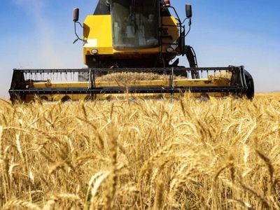 پیش‌بینی 30 مرکز خرید گندم در استان مرکزی