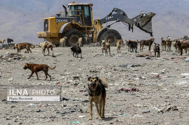 هفته‌ای در دنیای حیات‌وحش