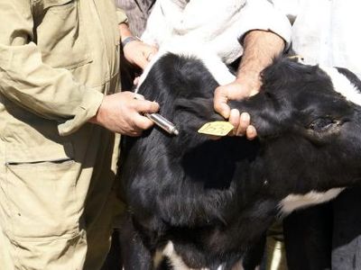 مایه‌کوبی بیش از دو میلیون دام علیه بیماری آبله در آذربایجان غربی 