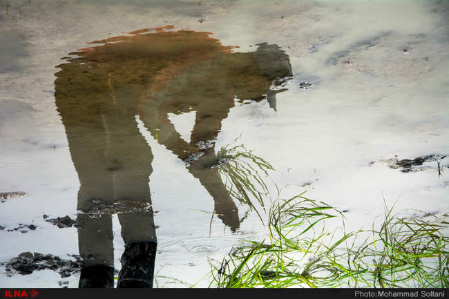 آغاز فصل نشاء برنج در مازندران