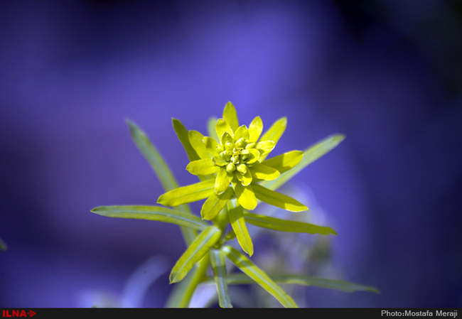 روستای خفر پادنا، پایتخت گیاهان دارویی ایران