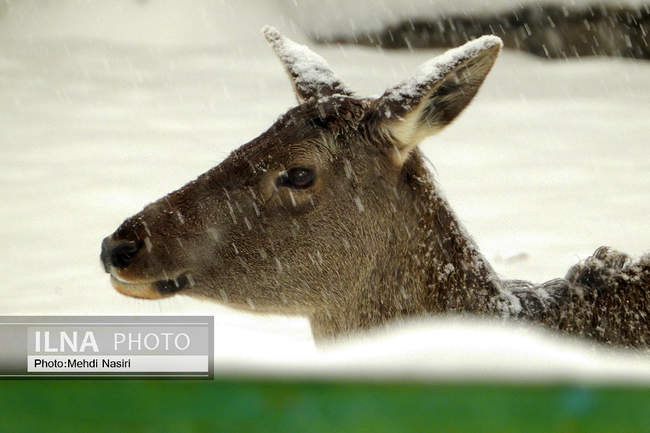 پارک ملت در یک روز برفی