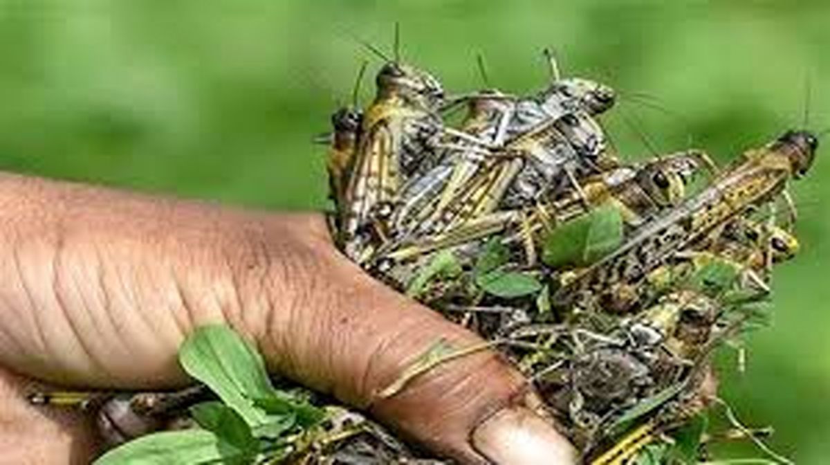  افزایش احتمال حمله ملخ‌های صحرایی به دلیل بارندگی‌های اخیر/ مبارزه با آفت سن غلات در یک میلیون و ۷۰۰ هزار هکتار