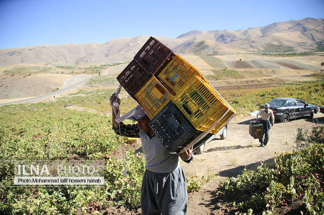 برداشت انور طلای سیاه در کردستان روستای پایگلان 