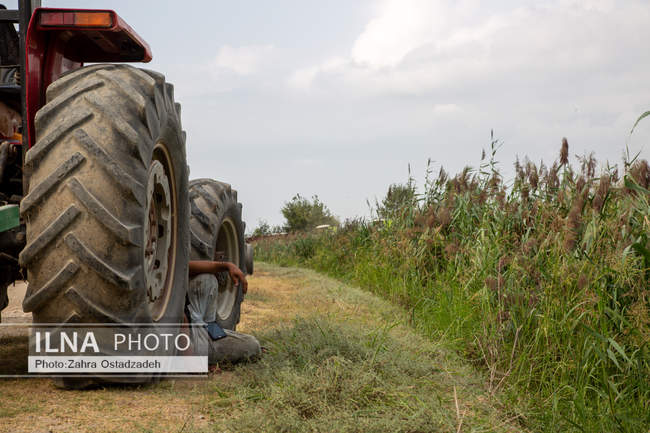 دشت ناز بزرگترین واحد کشت و صنعت مدرن در شمال کشور 