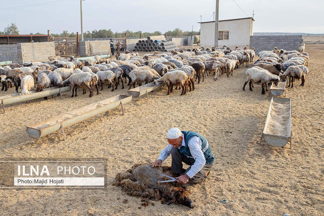 مزرعه دامپروری چپرقویمه، در مسیر محرومیت زدایی