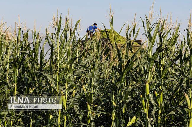 از مزرعه تا صنایع تبدیلی