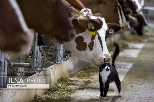  دوستی های عجیب بین حیوانات